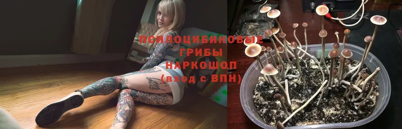 цена наркотик  Северодвинск  Галлюциногенные грибы Psilocybe 